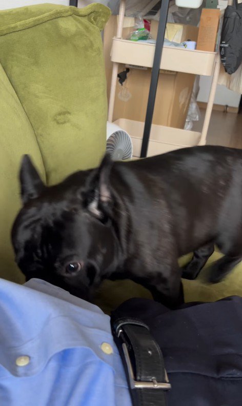 お留守番を察したジェットくん