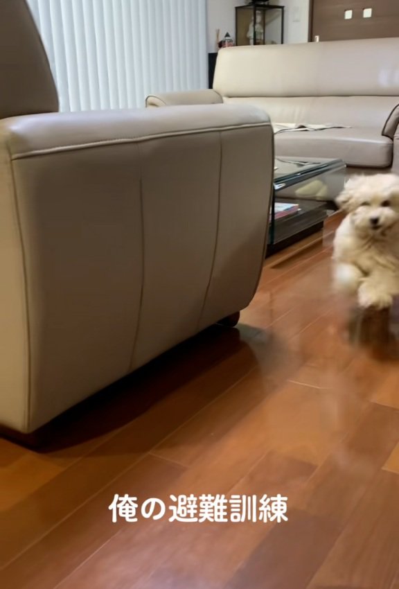 走ってくるワンコ