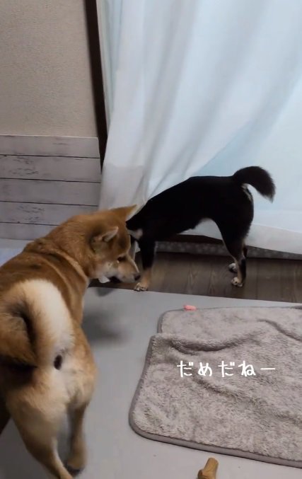 諦めるこむぎくん