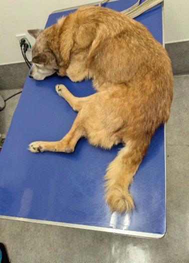 初めは寝たきりだったそう