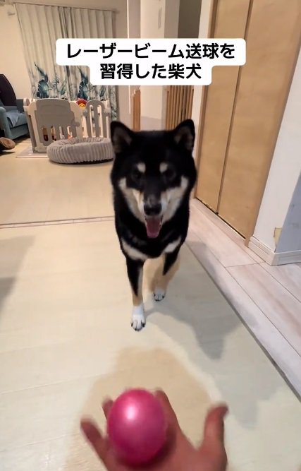 完璧な送球をするもずくくん