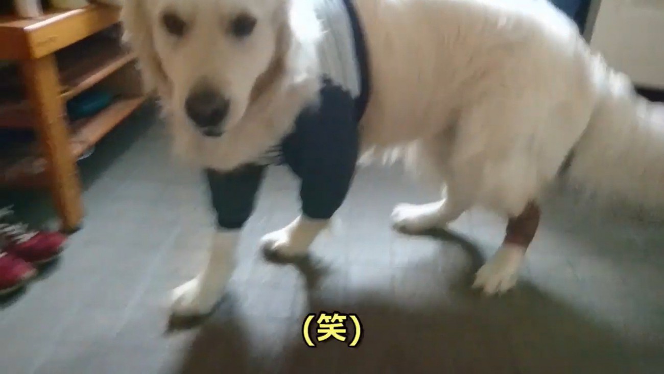 ギンちゃんの表情の変化6