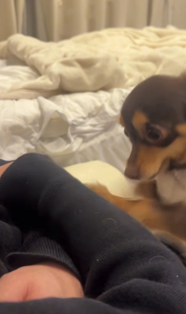 力が強くなっていく犬