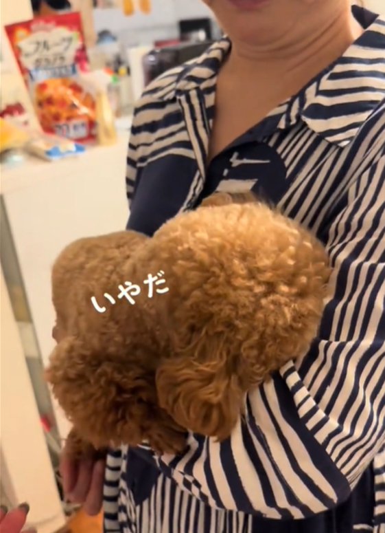 顔をうずめる犬3