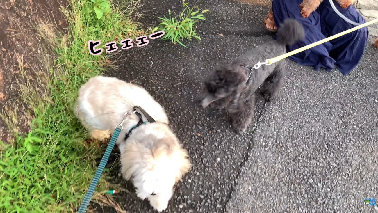 やっぱり逃げてしまいました