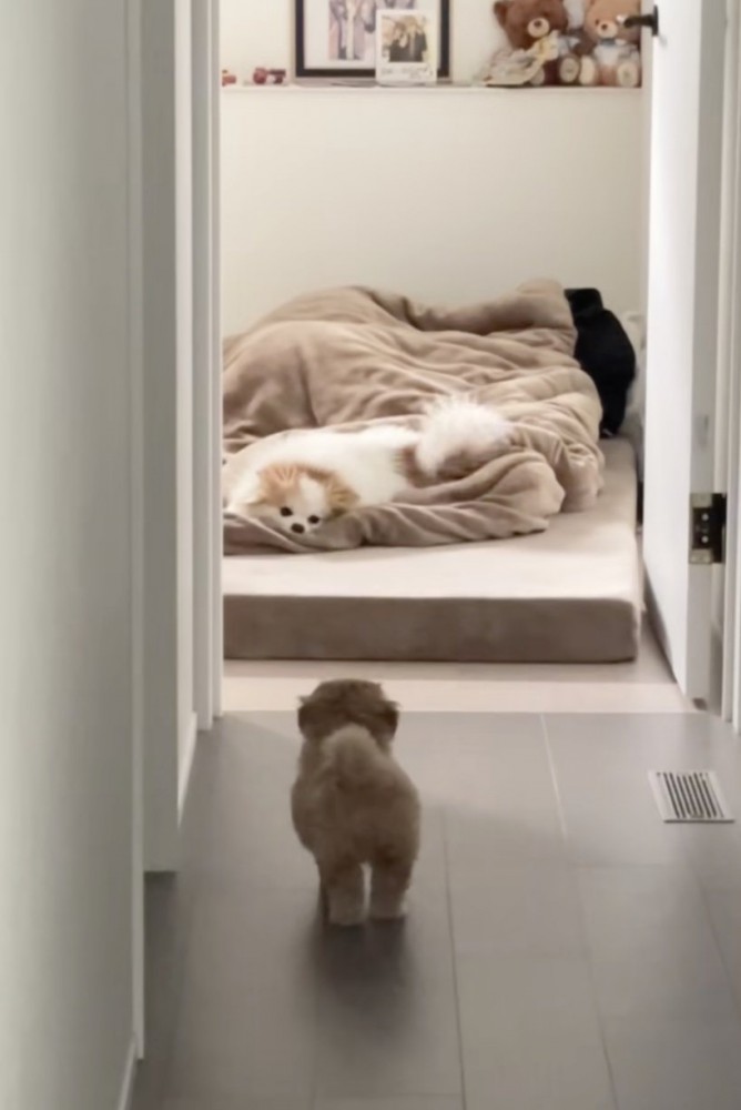 実家のワンコ、尻尾をゆらり