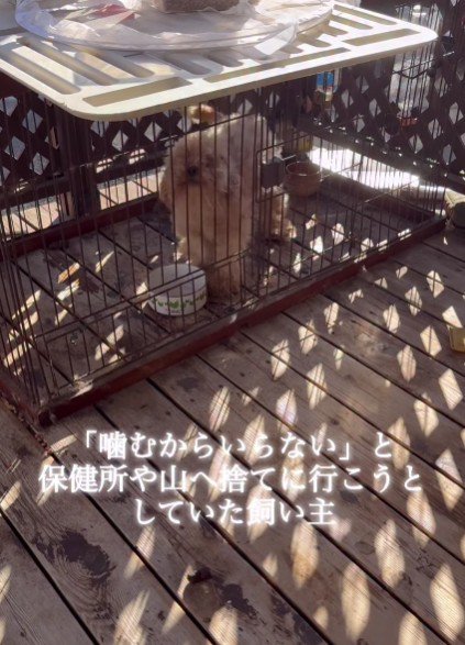 飼育放棄されたトイプードル