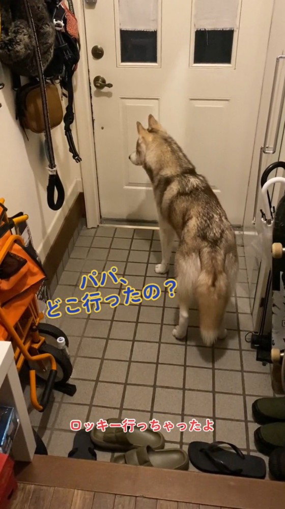 パパが家から出て行ってしまい俯く犬