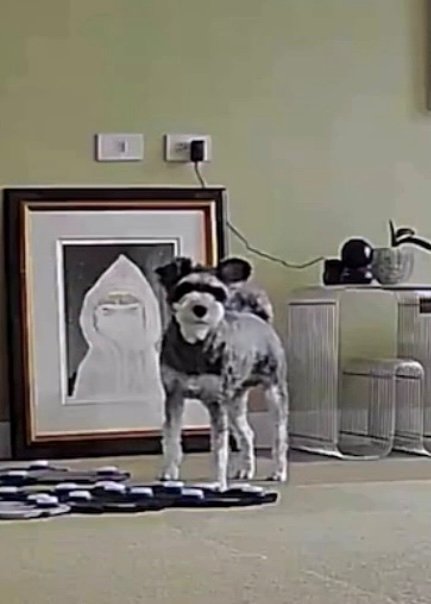 部屋の中でこちらを見つめる犬