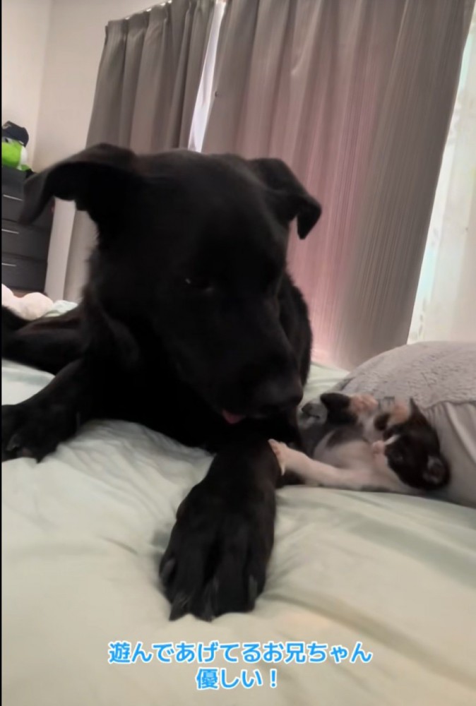 子猫と遊ぶ大型犬