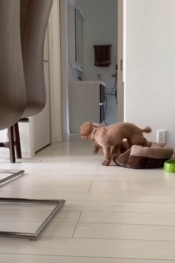 寝床を去るりゅっくちゃん