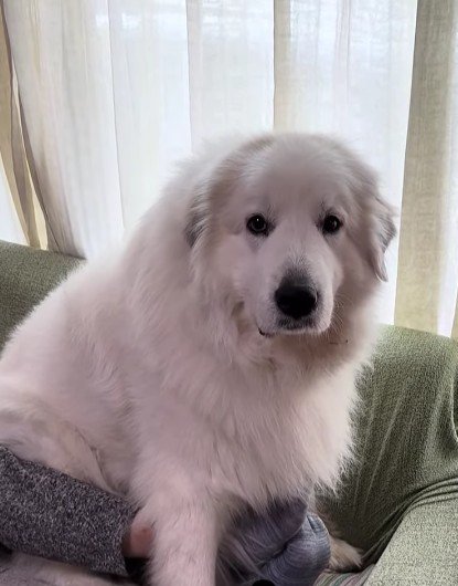 「私まだ子犬だよ？」