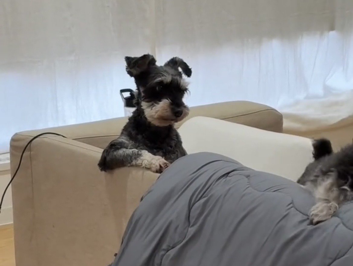 前足をかけてたたずむ犬