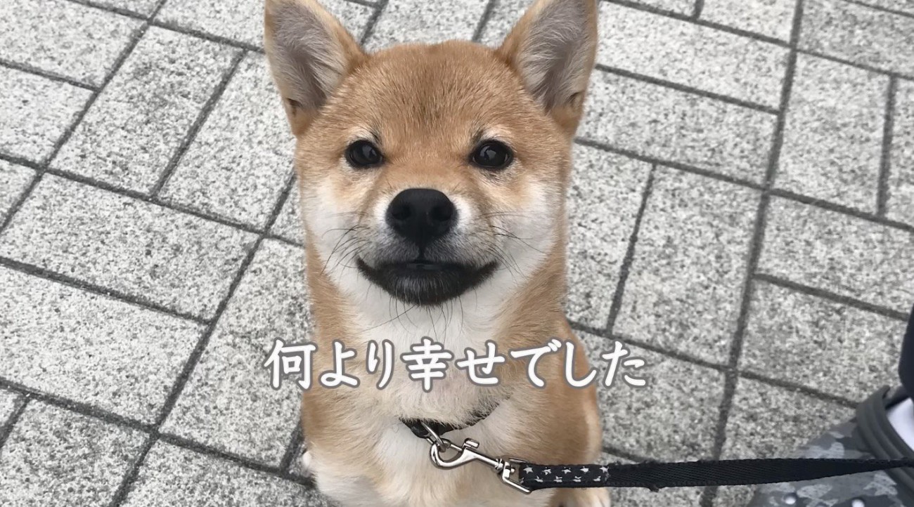 お座りをしてカメラを見上げる犬