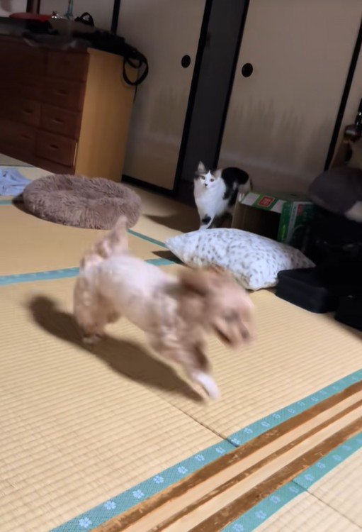 ビビちゃんを遊びに誘うイヴちゃん8