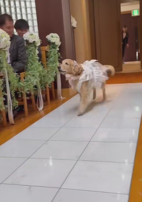 リングドッグを任された犬