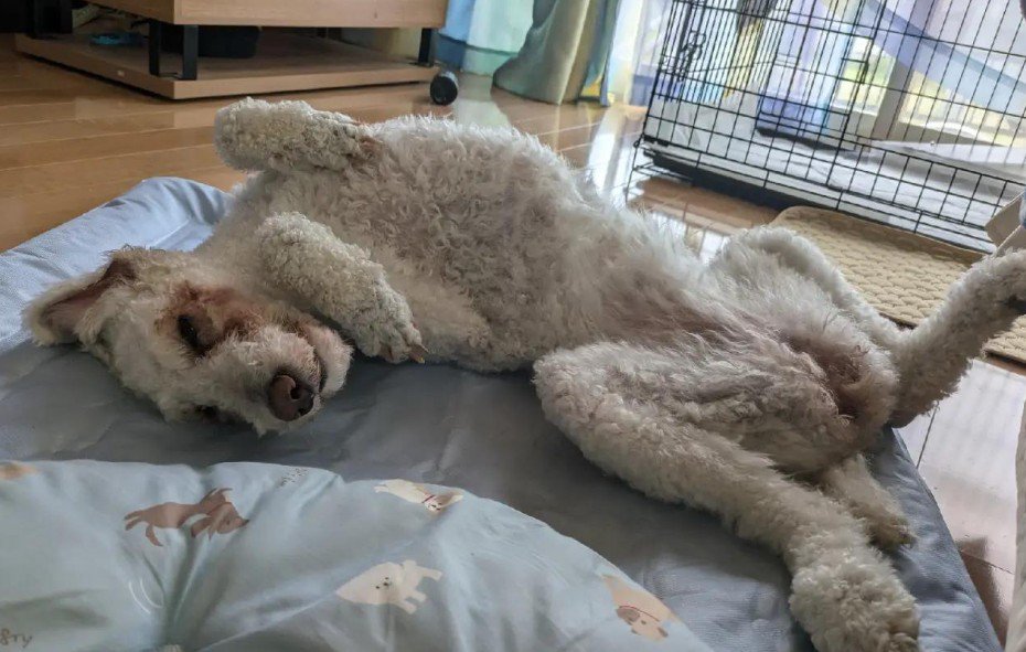 へそ天してくれるように♡