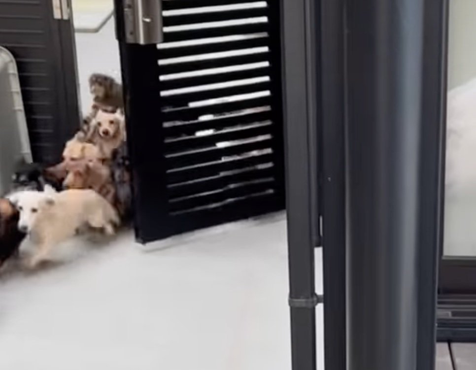門に群がる犬