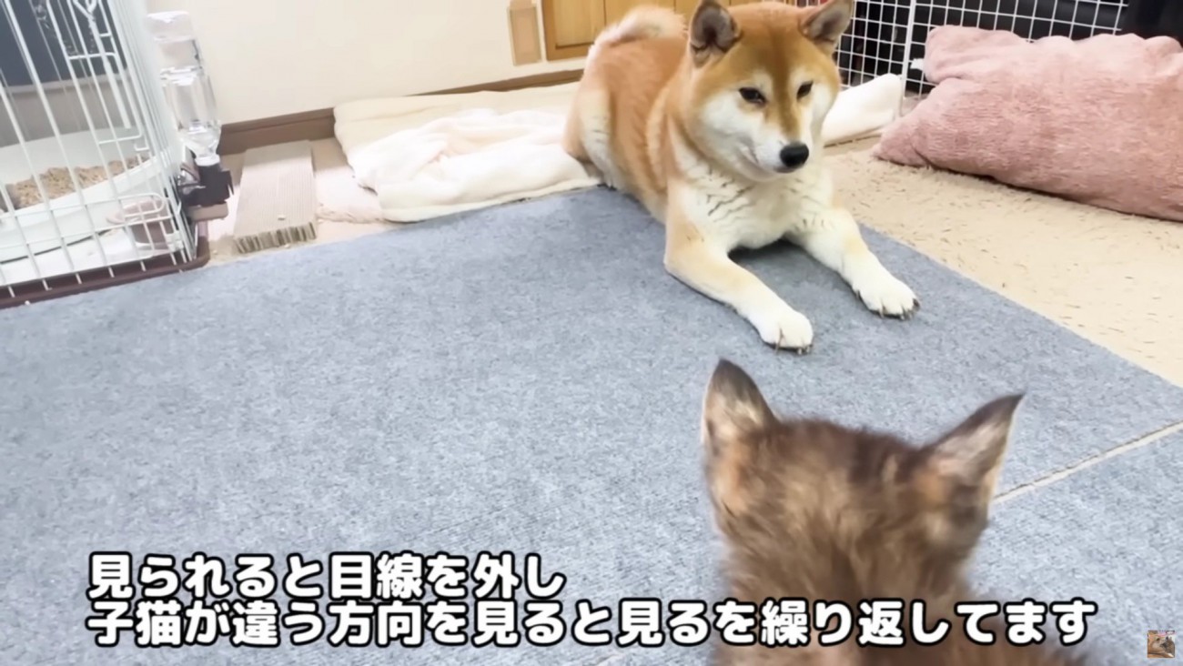 目線を合わせないよう配慮