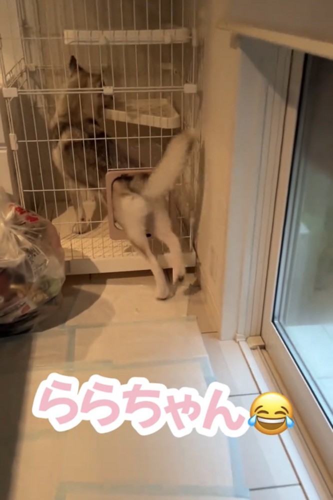 ケージに入ろうとする犬