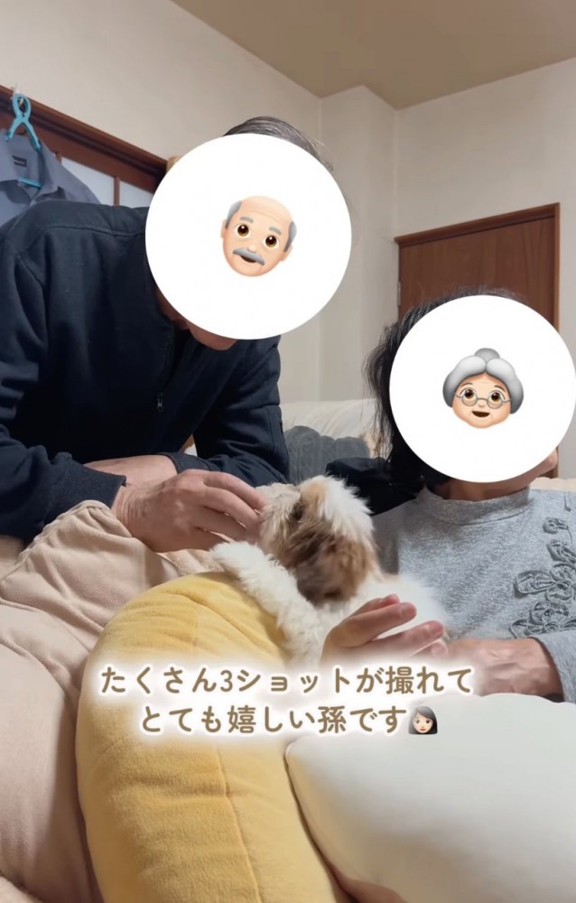 可愛がられる犬