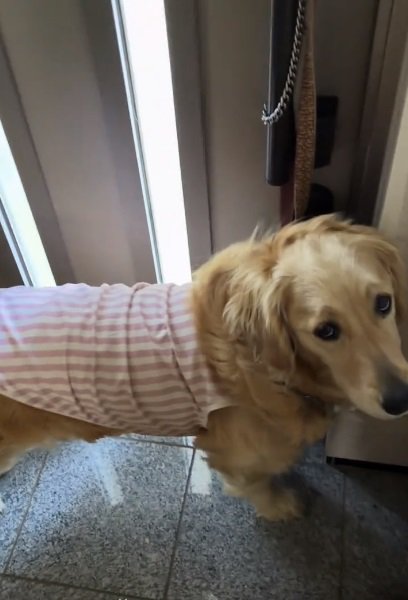 上目遣いのロイちゃん