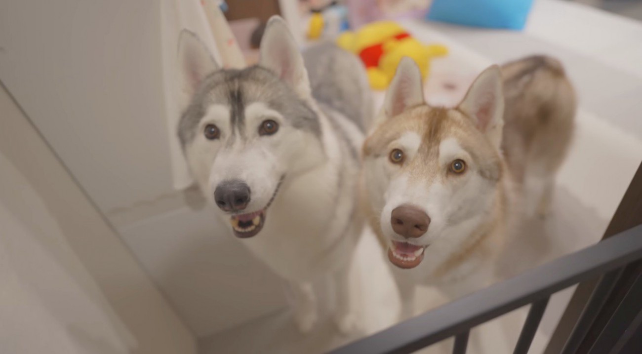 話しかけてくる男性の顔を見上げる2頭の犬