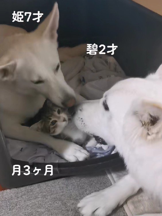 子猫を保護したら…