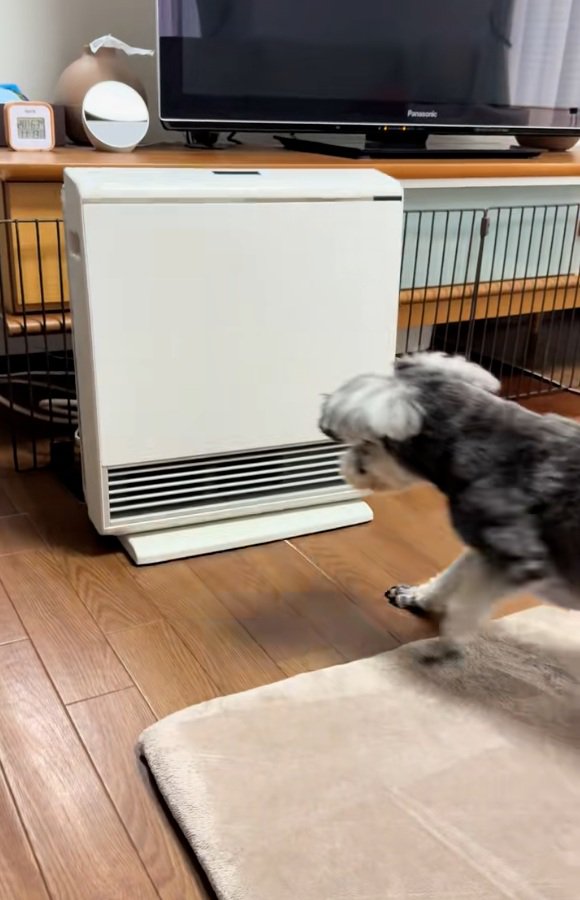 後ずさりするジュディちゃん