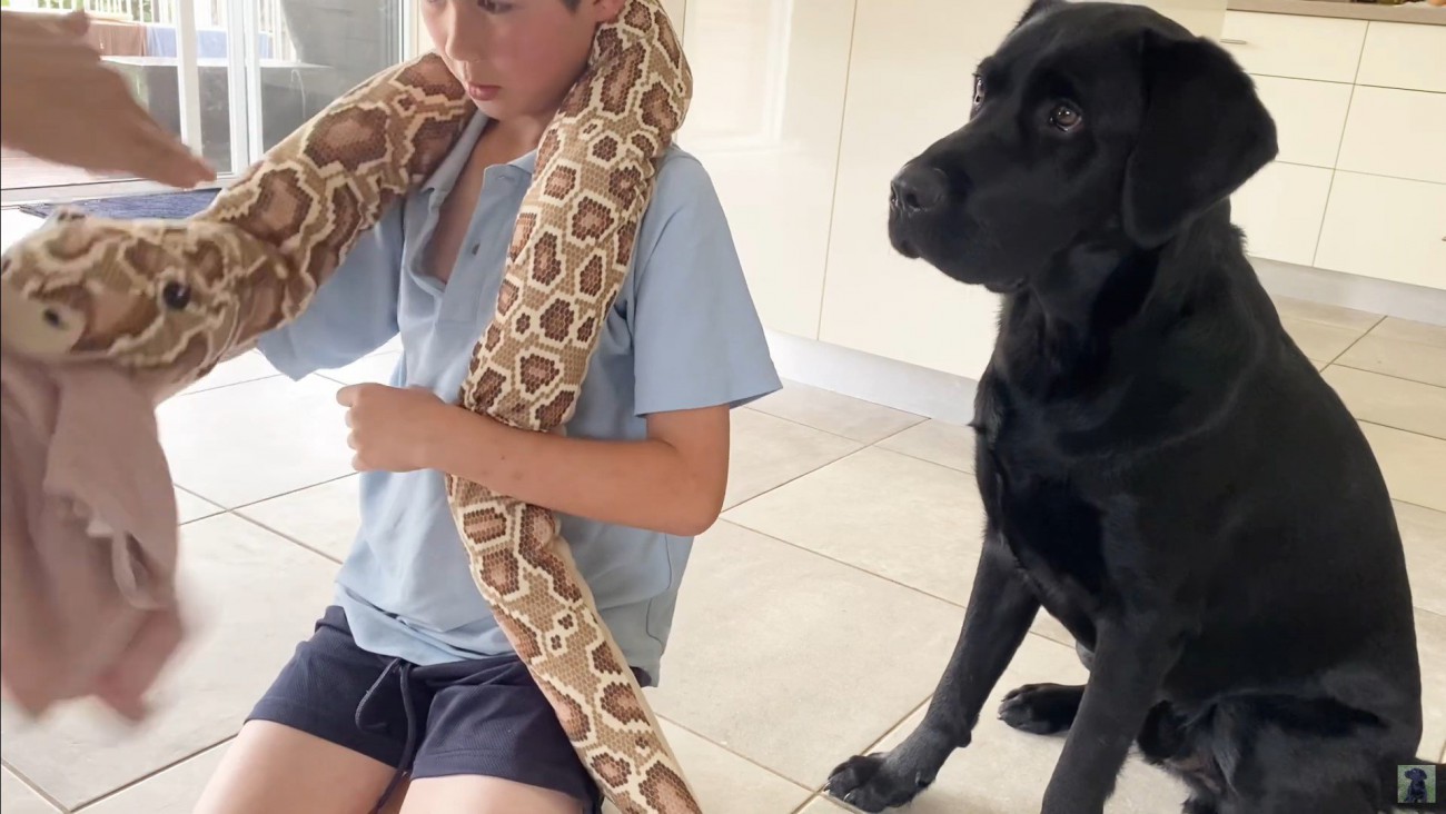 怒られる人形を見たえんぞう君の反応7