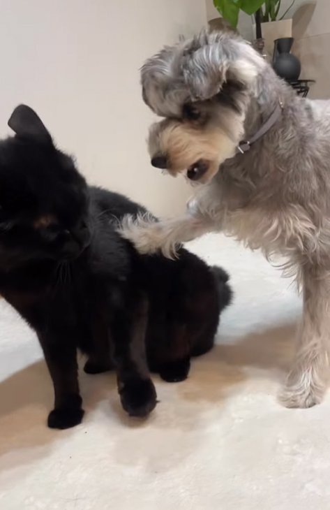 猫と遊ぶ小型犬