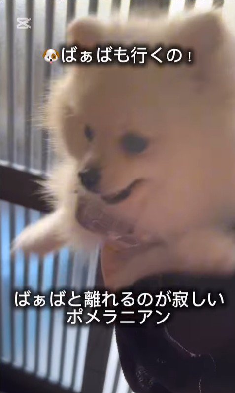 おばあちゃんと離れたくないすのぅちゃん3