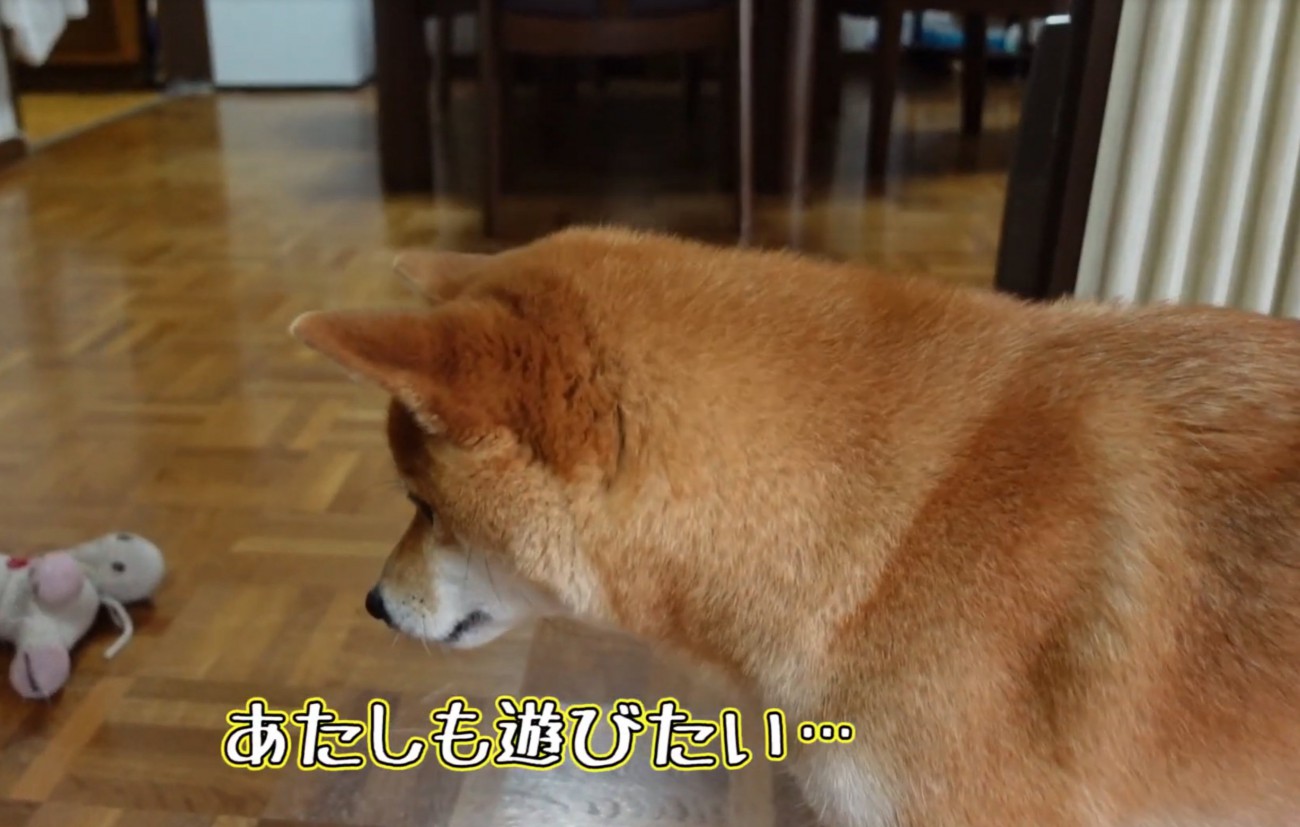 見つめる柴犬