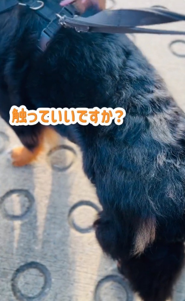 小学生に囲まれる超大型犬2