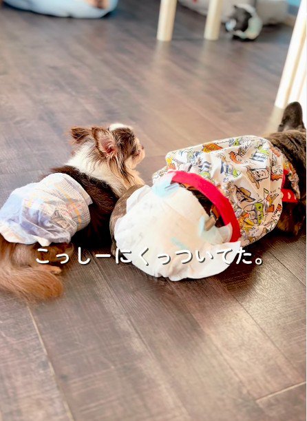 他の保護犬にくっついて過ごす