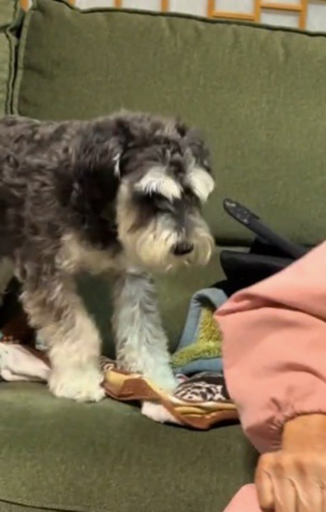 おばあちゃんの服を口から放す犬