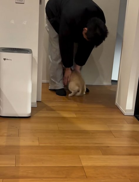 家族に撫でてもらう小型犬