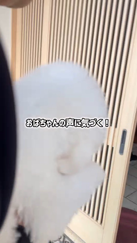 飼い主に抱き抱えられて、家の中にいる女性を見つめる犬