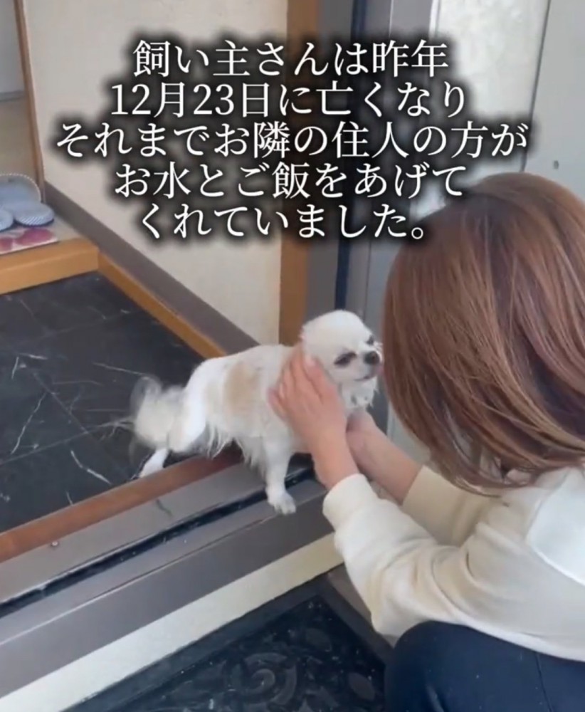 玄関で出迎える犬2
