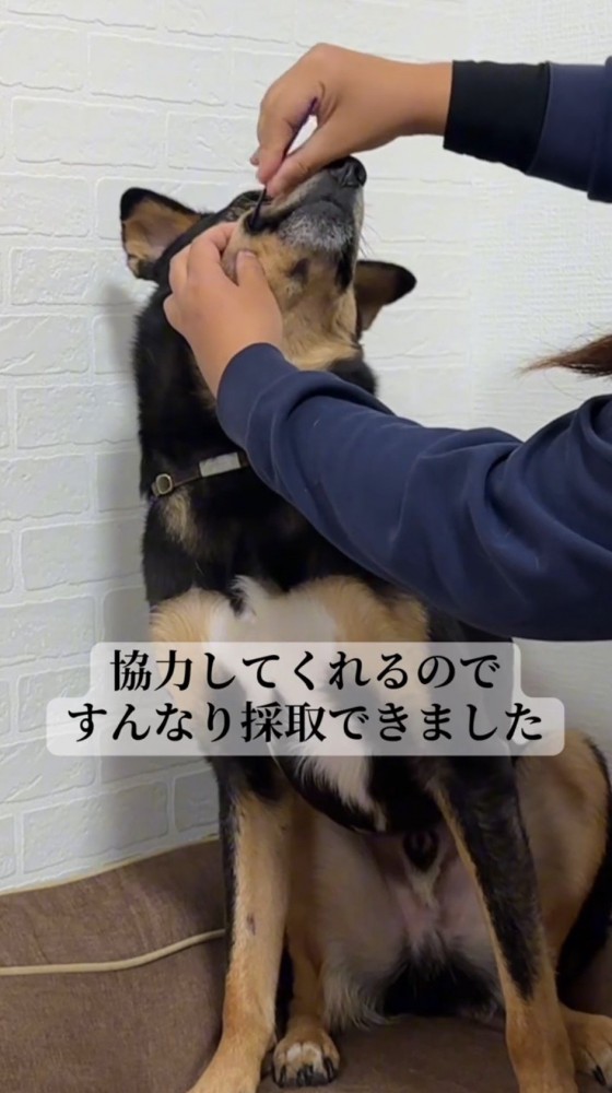 飼い主に口内の細胞を採取されている犬