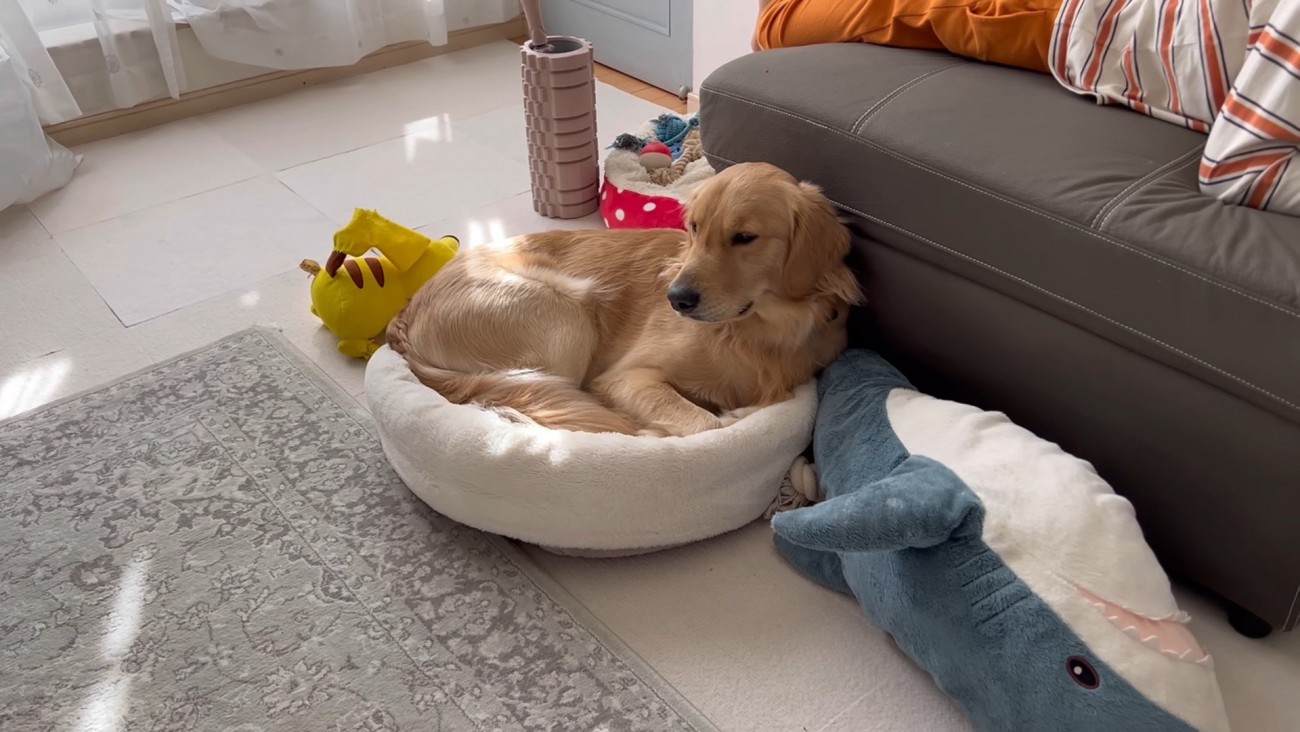 ベッドが羨ましいぷりんくん9