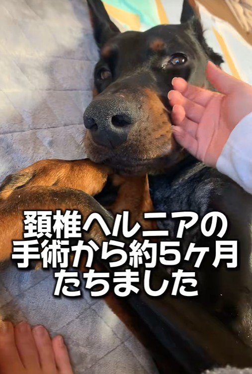 タイソンくんが回復するまで