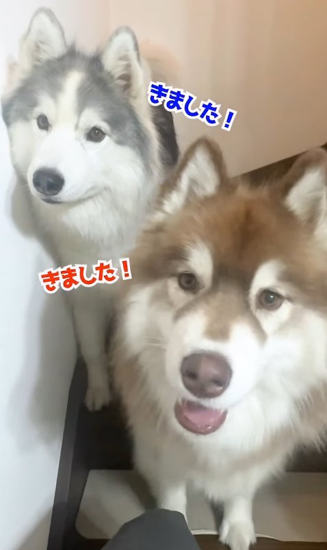 階段を降りてきた2匹の大型犬