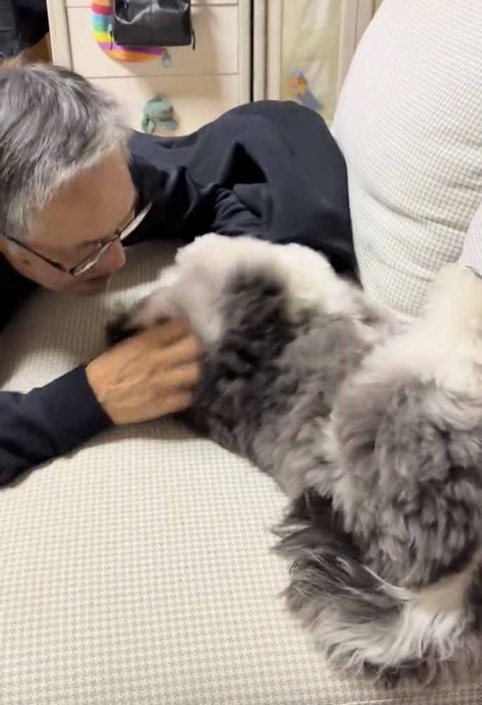ソファで撫でられる犬