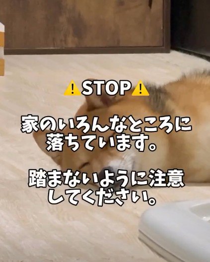 ころちゃんが「落ちている」