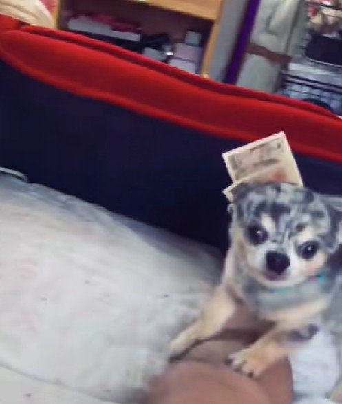 首輪に貸したお金が挟まってる！！