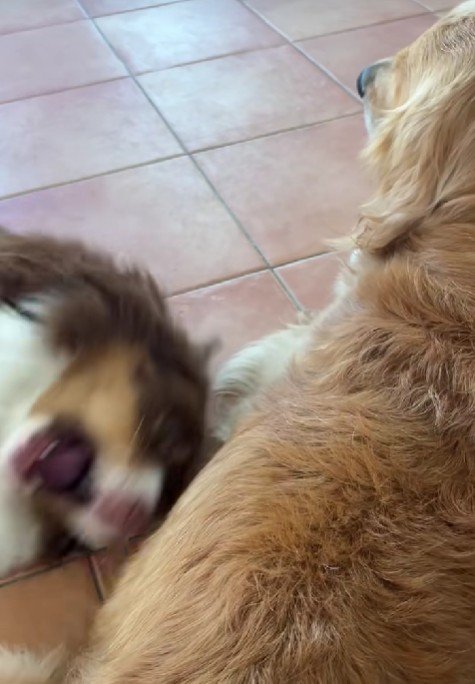 お誘いを無視するチョビちゃん