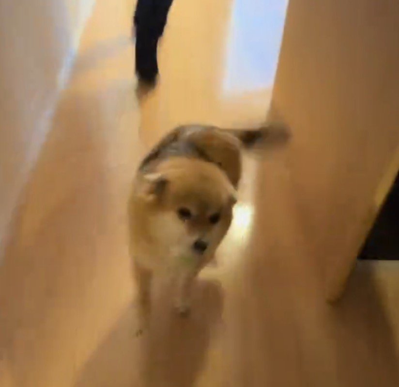 耳を倒して飼い主たち帰宅を喜ぶ犬