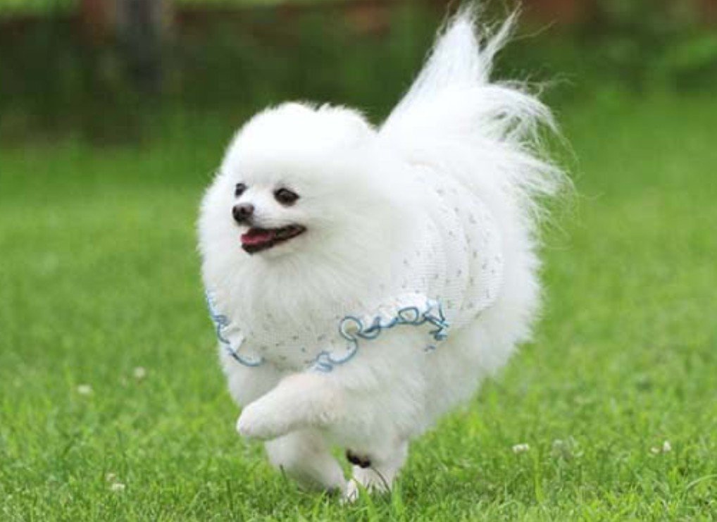 ふわふわなこまめちゃん