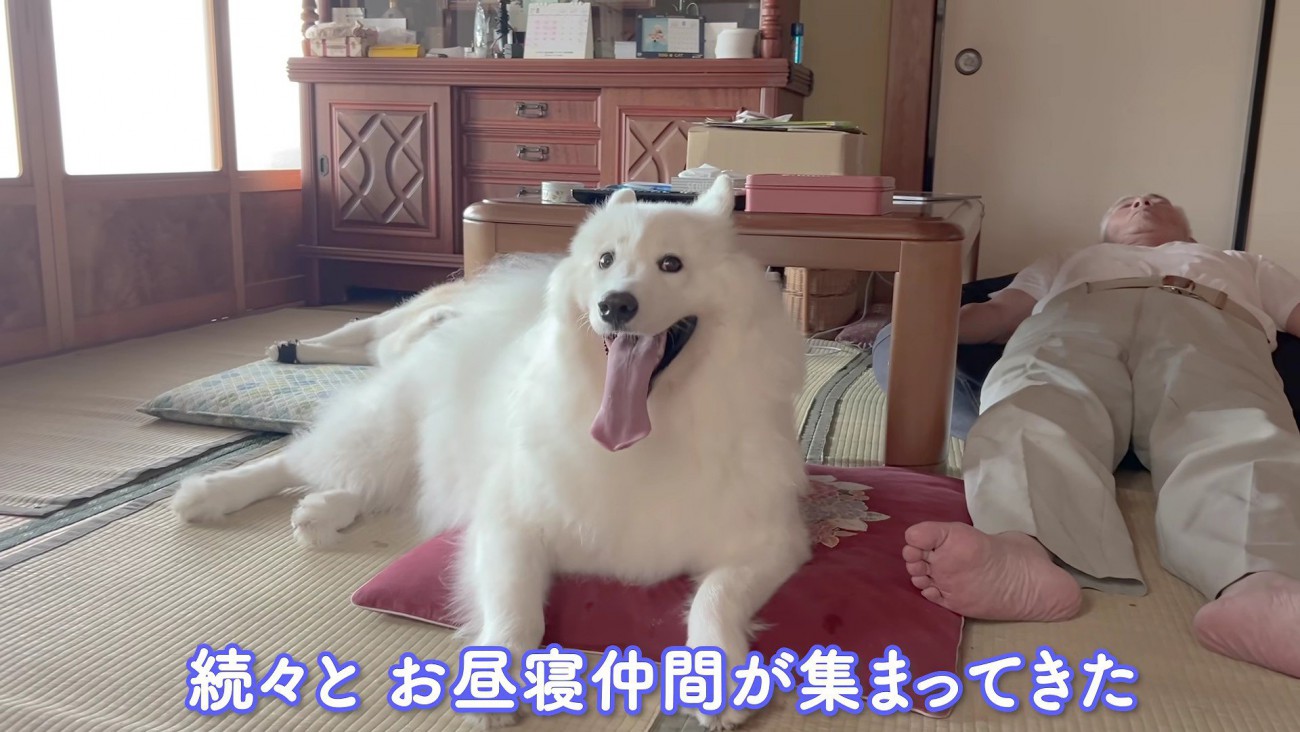 お昼寝仲間が集合